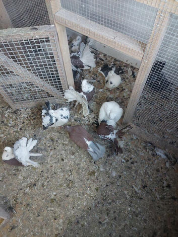 Fantails
