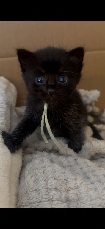 REFUCED Long hair kittens