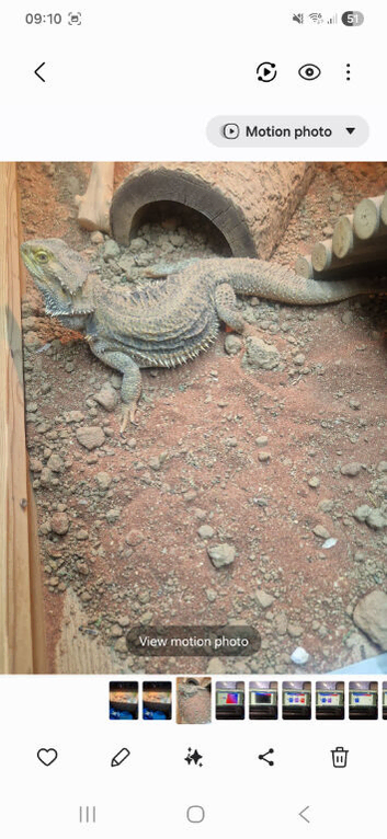 Bearded dragon