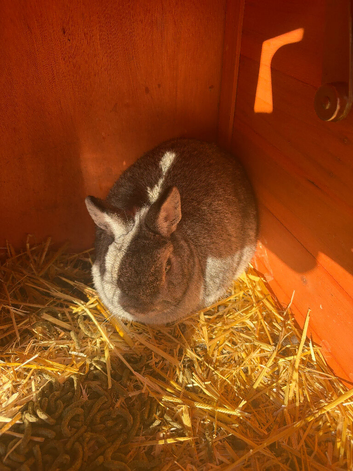 Pure breed netherland dwarf