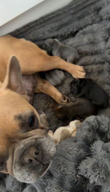 French bulldog puppies