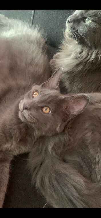 TICA registration Blue Maine coon kittens