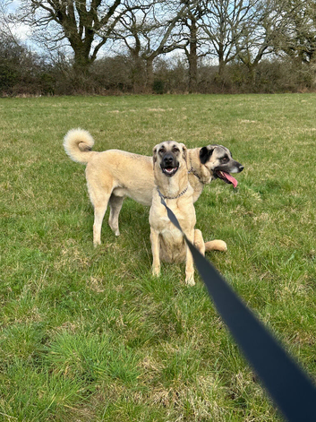 Beautiful kangal pup&rsquo;s