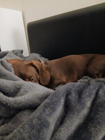 Beautiful mini dachshund 1 and year old