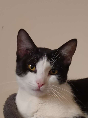 A beautiful 9 month old: manx tuxedo