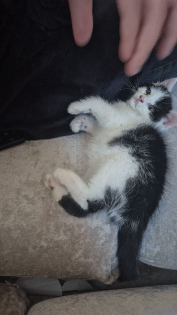 Kitten for sale