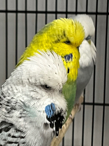Exhibition budgies