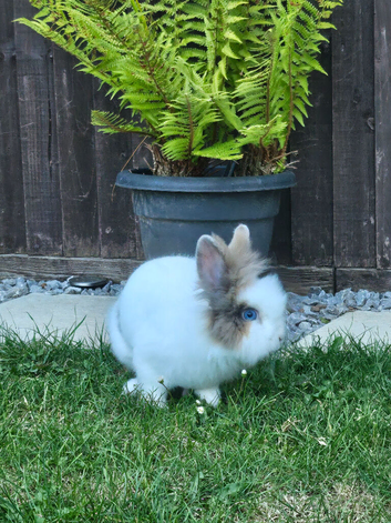 Fluffy 4 months-Old Lionhead Bunnies &ndash; Ready for New Homes!