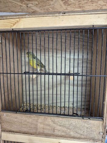 3 pure raza cock bird canaries