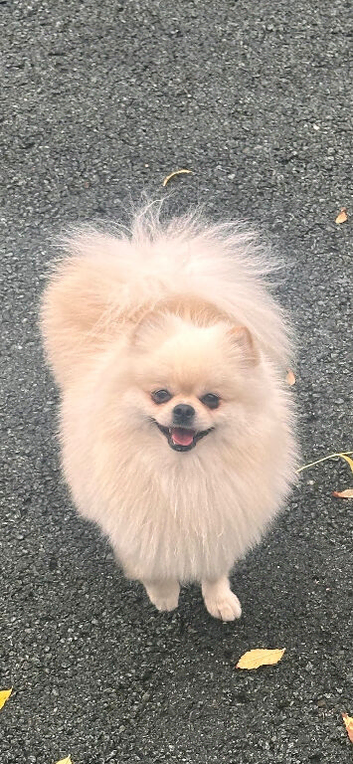 Teddy Pomeranian white boy