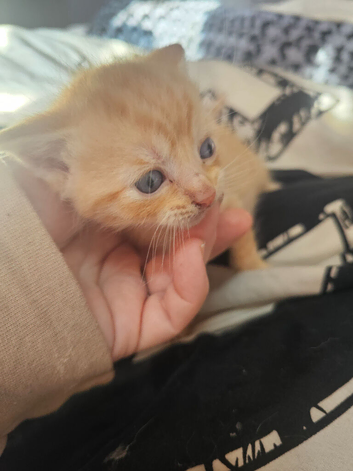 1 ragdoll cross boy needing loving home