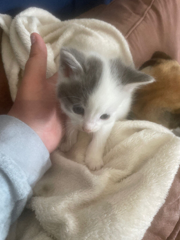 4 beautiful kittens
