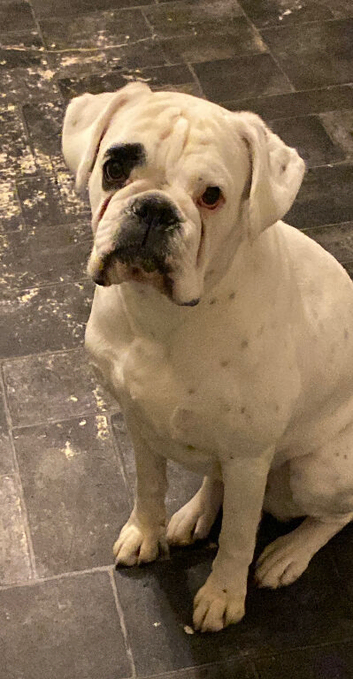 Boxer girl
