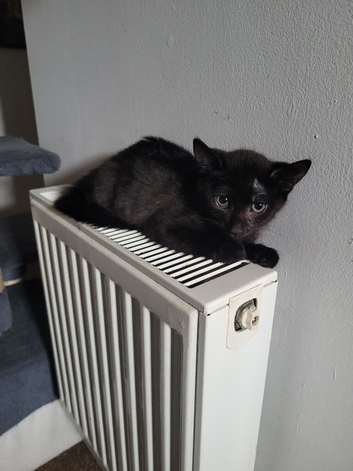 For sale 1 male mixed short haired Norwegian Forest Kitten