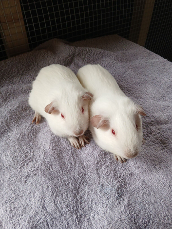 Lovely Baby Brothers