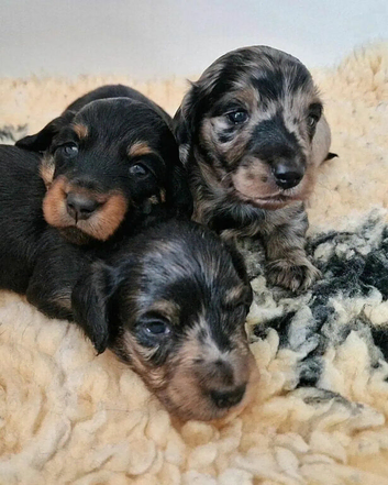 Miniature long hair dachshund puppies for sale.