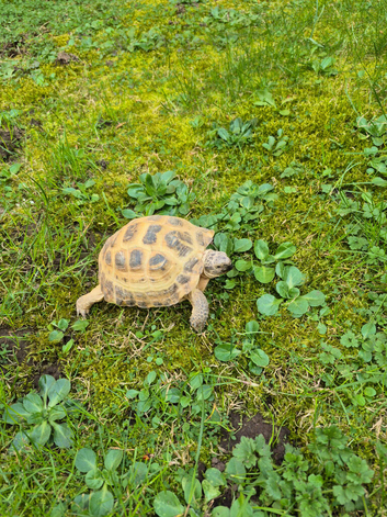 Herman's tortoise with a vivarium