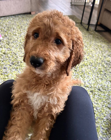 Australian Double Doodle - Boy