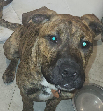 German shepard cross mastiff