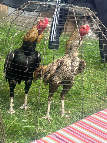Quality Pakistan roosters