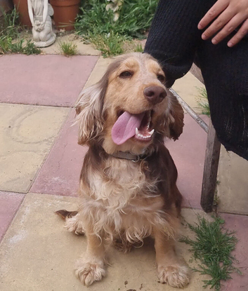 Beautiful cocker spaniel