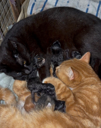 Kittens