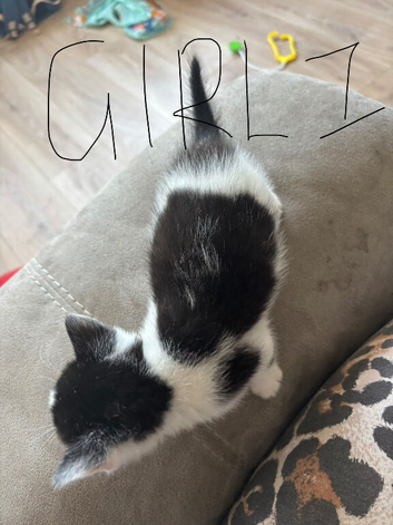 6 beautiful kittens
