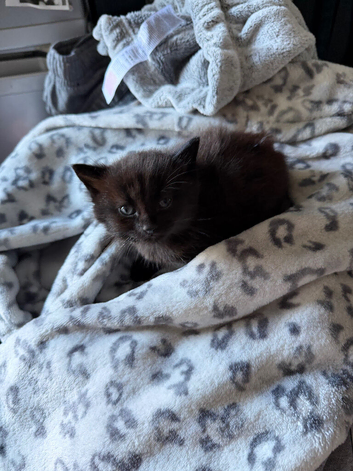 Girl Kitten in Darlington