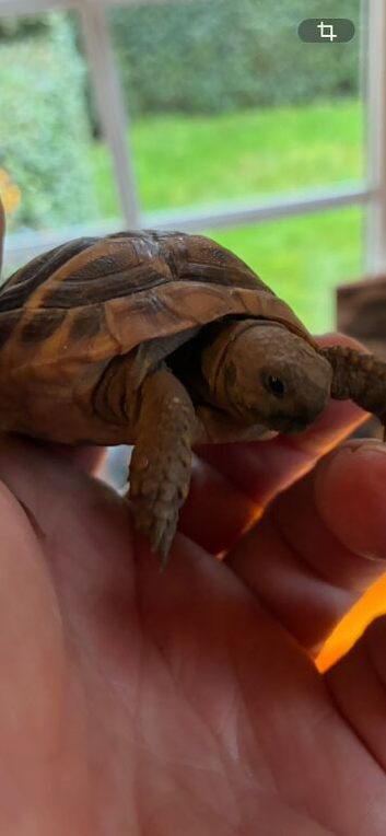 Hermanns Tortoise Hatchlings for Sale