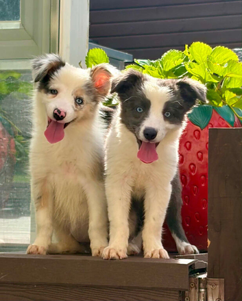 Stunning border collie pups