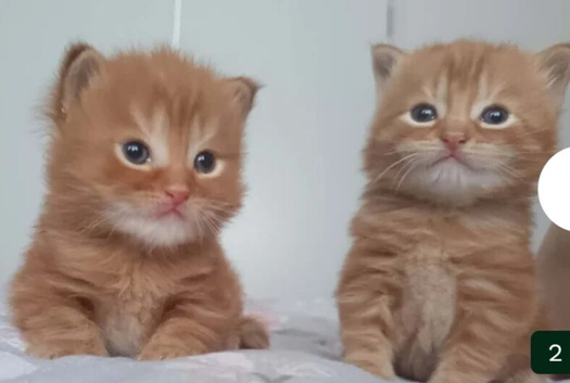2x ginger boys