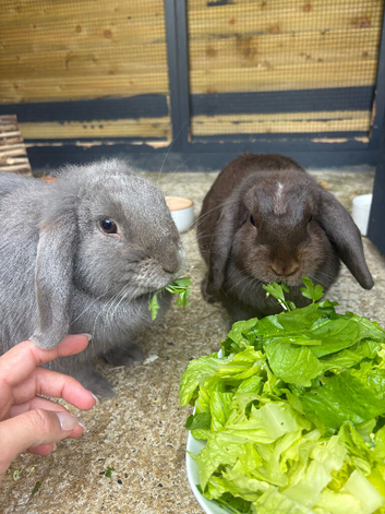 X2 female mini lops 6months old