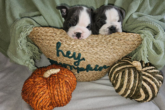 English Bulldog Puppies &ndash; 1 Male & 1 Female
