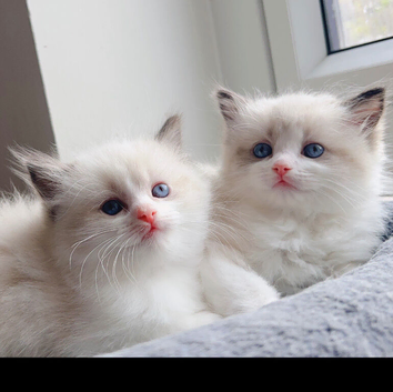 Beautiful pure ragdoll kittens (2 females)left