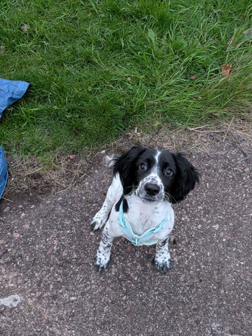 Beautiful KC registered springer spaniel female