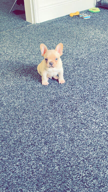 French bulldog