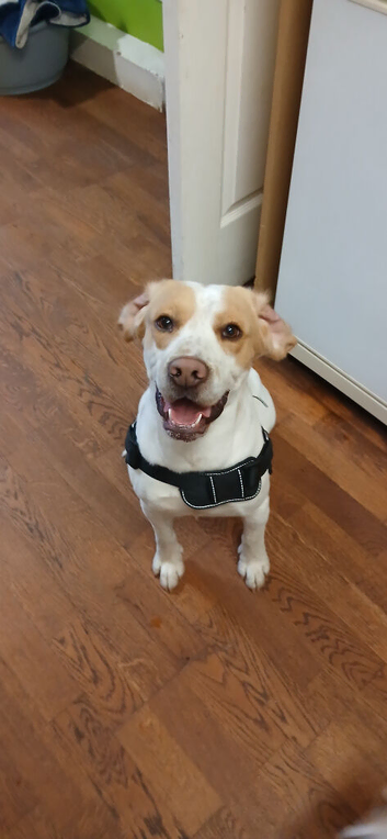 Beagle x spaniel