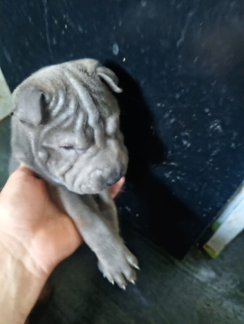Discounted last little girl