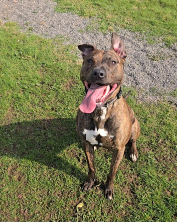 Loving 2 year old lennie