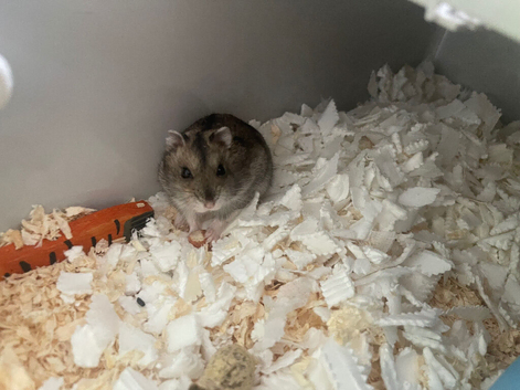 Russian dwarf hamster
