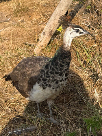Peafowl for sale