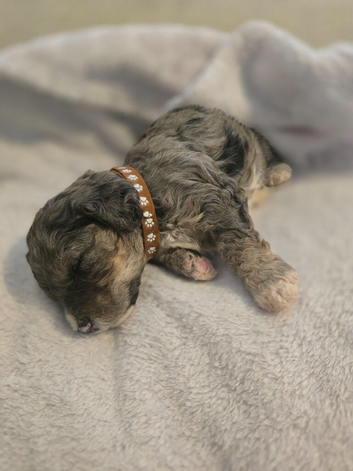 Merle cavapoochons