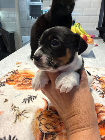 Jack Russell puppies
