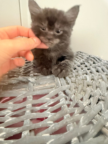 Beautiful kittens ready to go