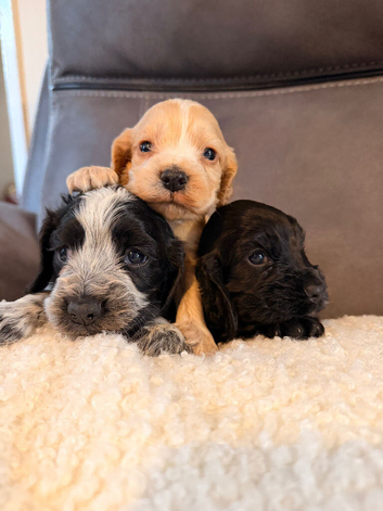 Kc registered show cocker spaniels