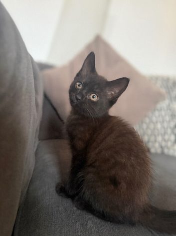 Kitten for sale