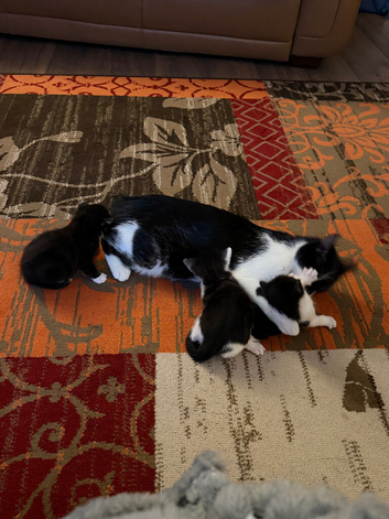 kittens for their loving homes