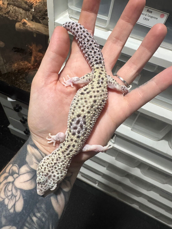 Female Mack Snow Pied Eclipse