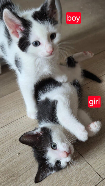 5 kittens for sale