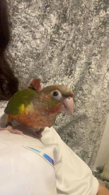 Tame pineapple conure